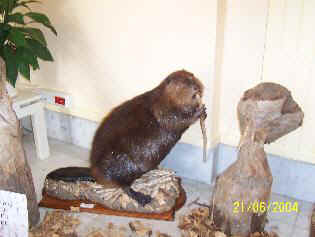 Une partie de l'expo - ici un castor canadien 