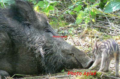 Laie et son petit (Photo Agla� - Copyright)