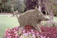 Un sanglier en art topiaire