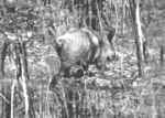 Image fugitive d'un sanglier 